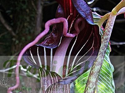 Arisaema speciosum 'Magnificum'
