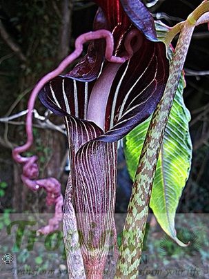 Arisaema speciosum 'Magnificum'