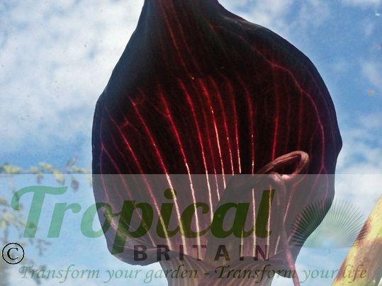 Arisaema speciosum 'Magnificum'