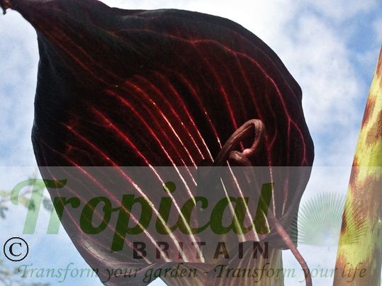 Arisaema speciosum 'Magnificum'