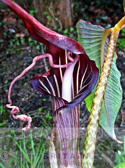 Arisaema speciosum 'Magnificum'