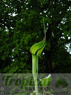 Arisaema tortuosum
