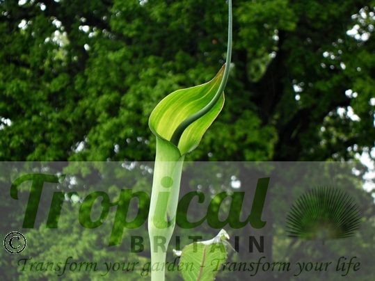 Arisaema tortuosum