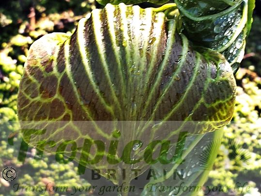 Arisaema utile
