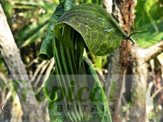 Arisaema utile