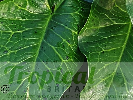 Arum concinnatum