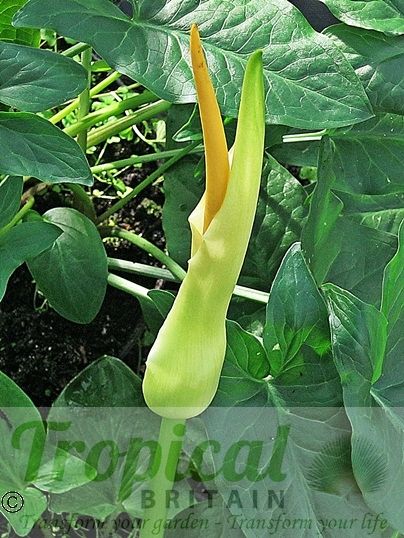 Arum creticum