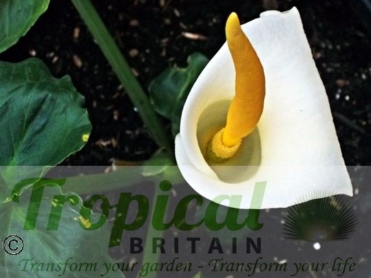 Arum creticum
