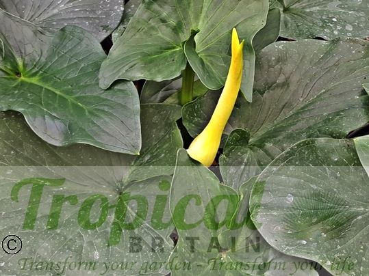 Arum creticum
