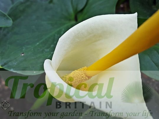 Arum creticum