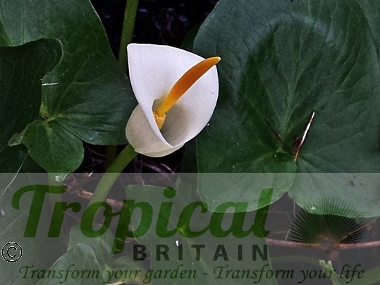 Arum creticum