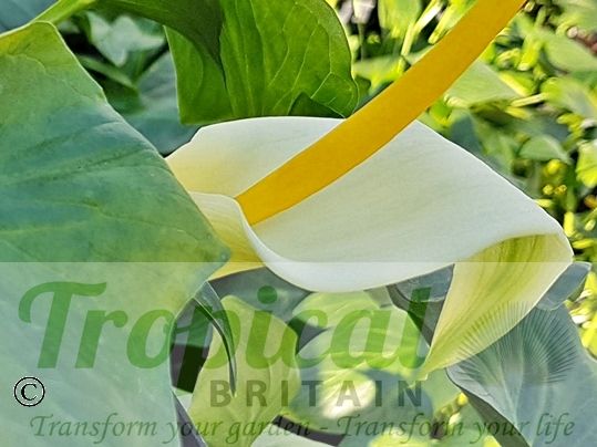 Arum creticum