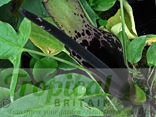 Arum dioscoridis 'Spectabile'