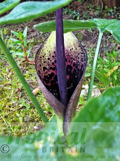 Arum dioscoridis 'Spectabile'