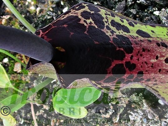 Arum dioscoridis 'Spectabile'