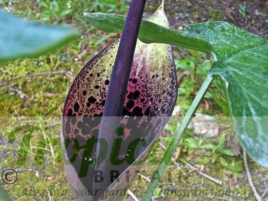 Arum dioscoridis 'Spectabile'