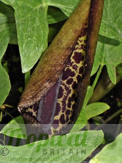 Arum dioscoridis var syriacum