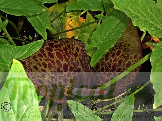 Arum dioscoridis var syriacum