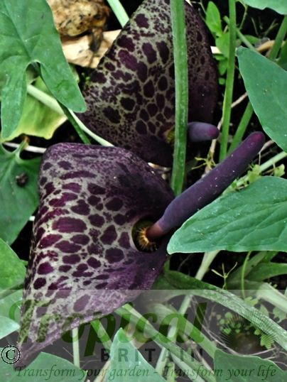 Arum dioscoridis var syriacum