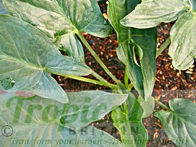 Arum dioscoridis