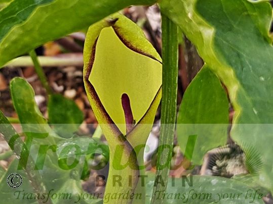 Arum hygrophilum