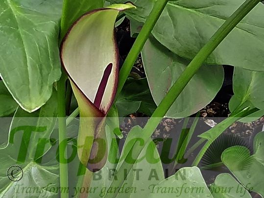 Arum hygrophilum