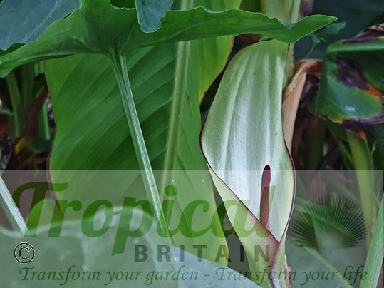 Arum hygrophilum