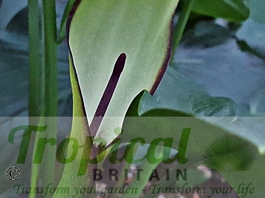 Arum hygrophilum
