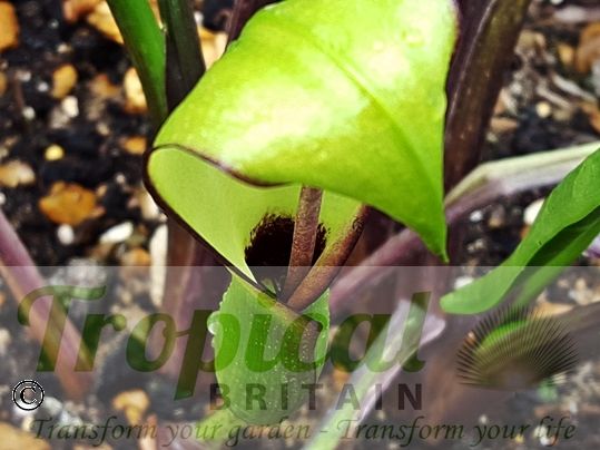 Arum hygrophilum