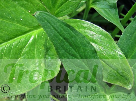 Arum italicum