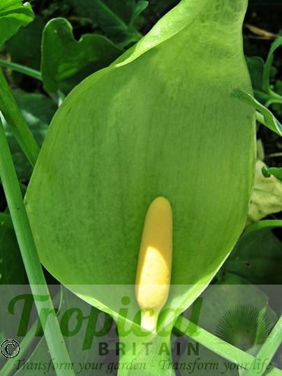 Arum italicum