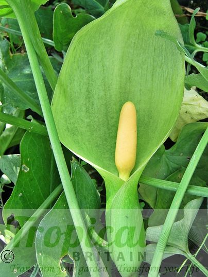 Arum italicum