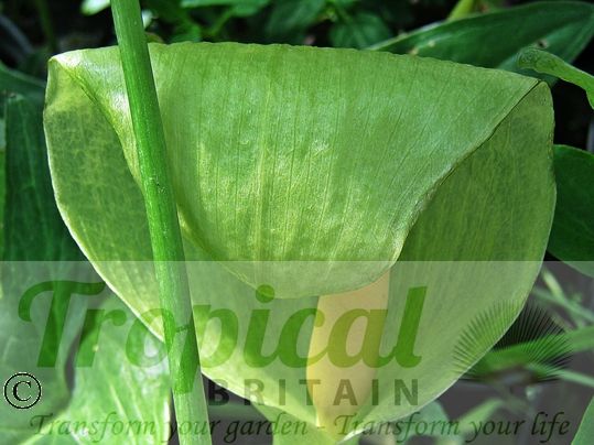 Arum italicum