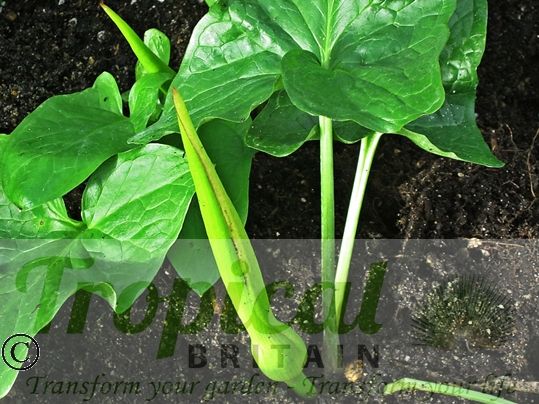 Arum italicum