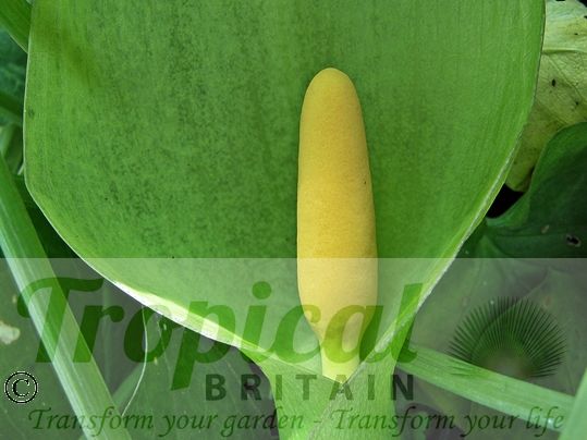 Arum italicum