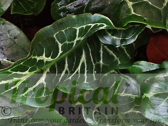 Arum italicum 'Lizard'