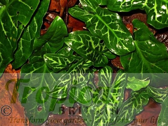 Arum italicum 'Lizard'