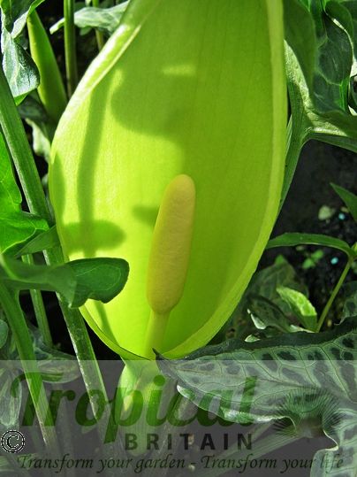 Arum italicum 'Marmoratum'