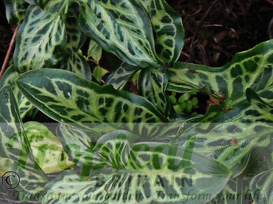 Arum italicum 'Marmoratum'