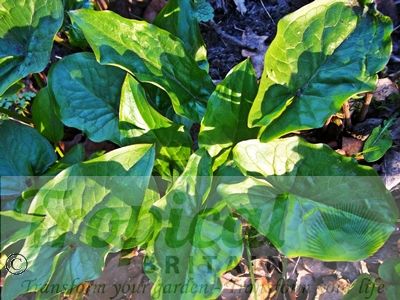 Arum maculatum