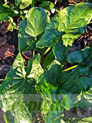 Arum maculatum