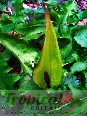 Arum maculatum - inflorescence