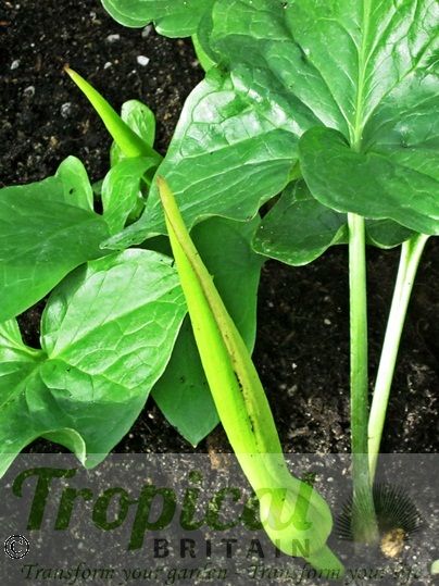 Arum maculatum