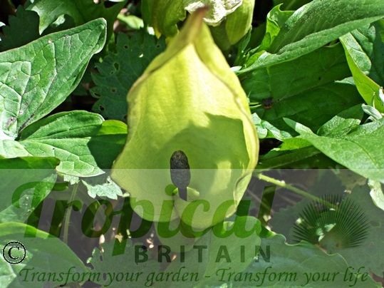 Arum maculatum