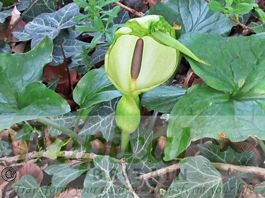 Arum maculatum