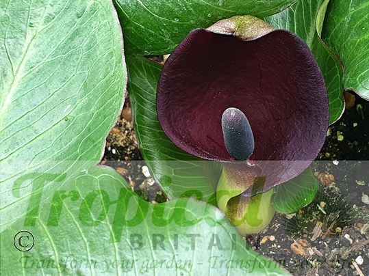 Arum pictum