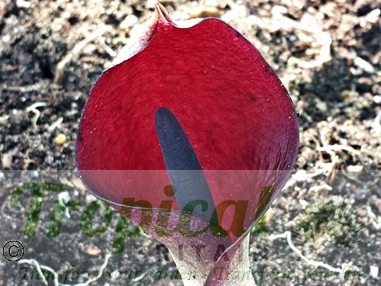 Arum pictum