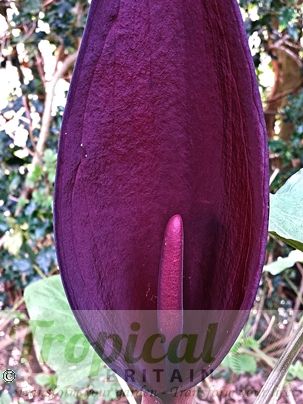Arum purpureospathum