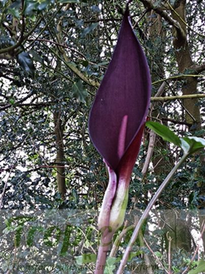 Arum purpureospathum