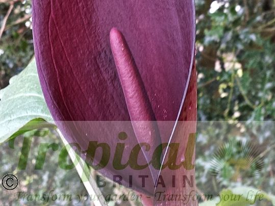 Arum purpureospathum